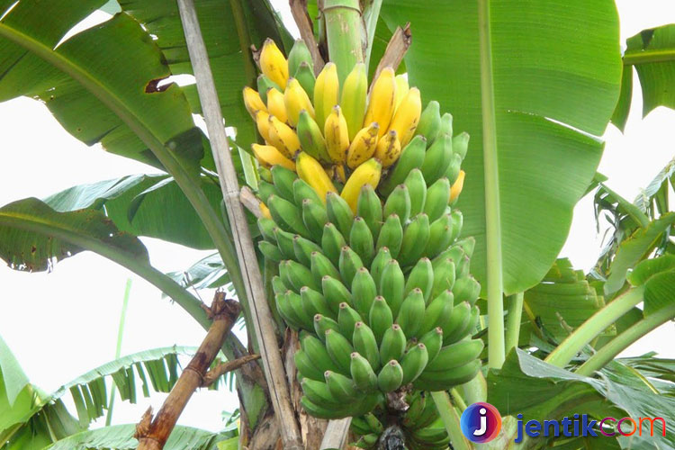 Pohon Pisang: Keajaiban Tropis yang Serbaguna