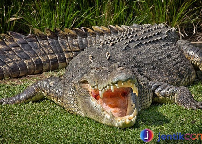 Menyelami Dunia Buaya: Makhluk Purba yang Menakjubkan