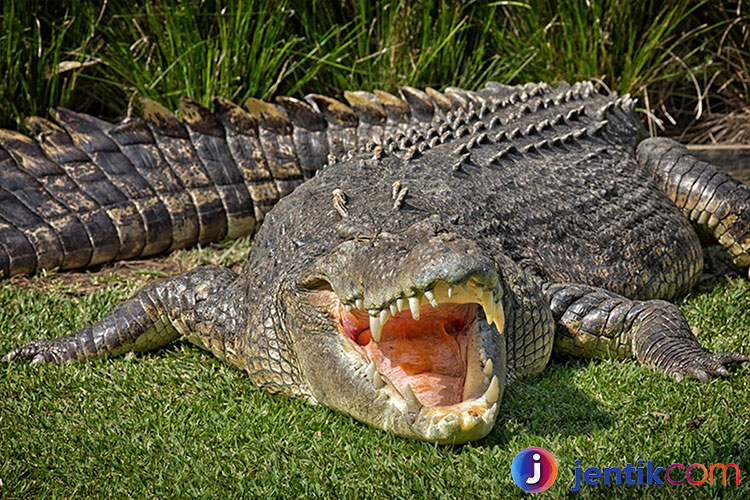 Menyelami Dunia Buaya: Makhluk Purba yang Menakjubkan