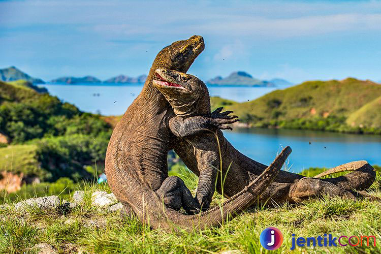 Menjelajahi Keajaiban Alam Pulau Komodo