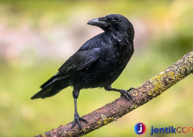 Burung Gagak: Keistimewaan yang Jarang Diketahui