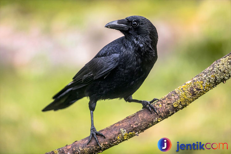 Burung Gagak: Keistimewaan yang Jarang Diketahui