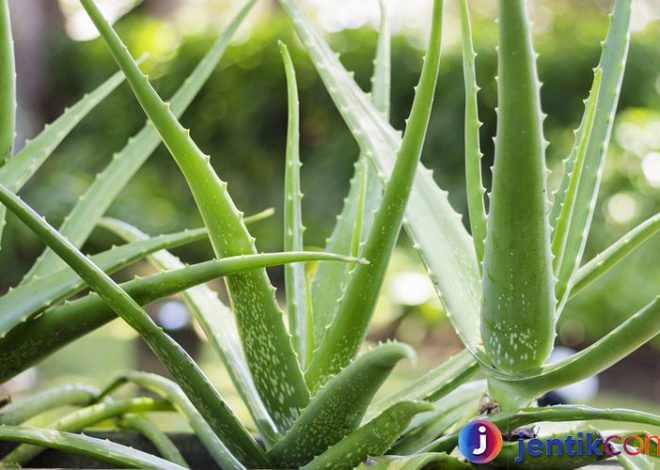 Manfaat dan Kegunaan Lidah Buaya: Tanaman Serbaguna