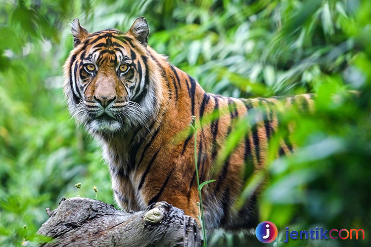 Harimau Jawa: Sejarah, Kepunahan, dan Upaya Konservasi