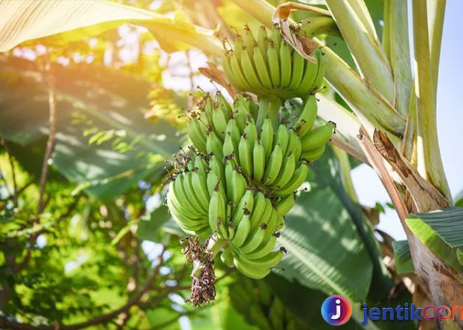 Pohon Pisang: Keajaiban Tropis yang Serbaguna