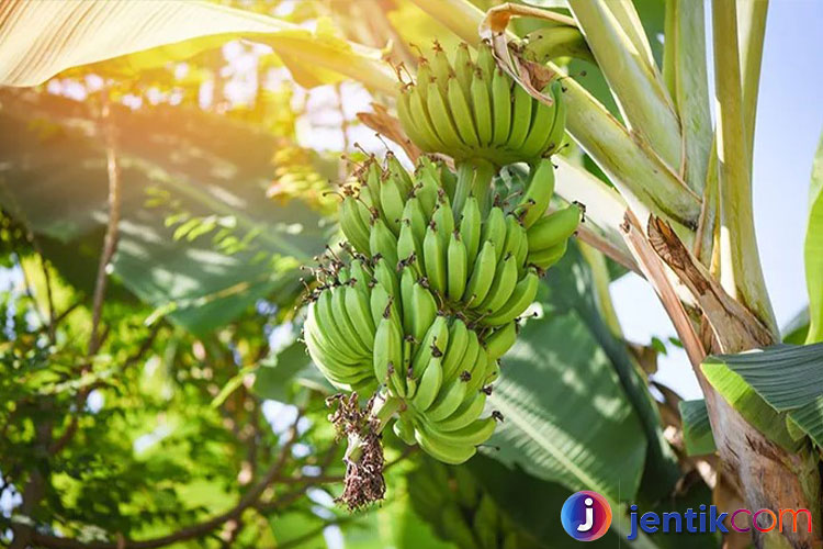 Pohon Pisang: Keajaiban Tropis yang Serbaguna