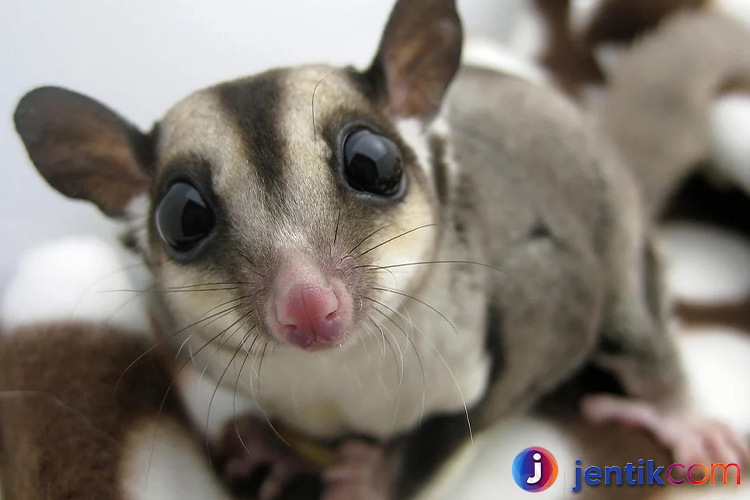 Sugar Glider: Teman Kecil yang Menawan