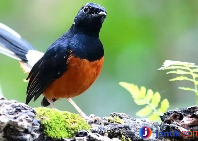 Burung Murai Batu: Si Kicau dengan Pesona Tak Tertandingi