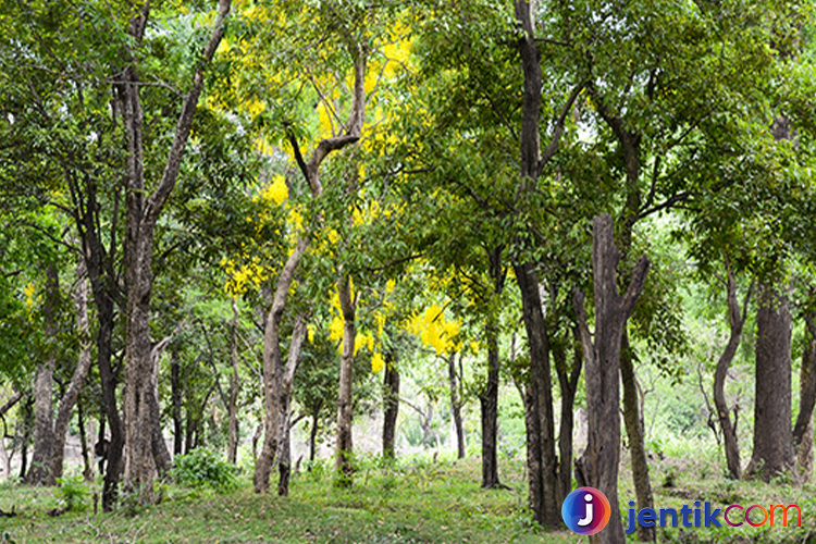 Pohon Cendana: Keindahan, Kegunaan, dan Konservasi