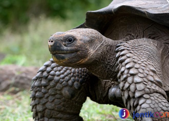 Kura-Kura Raksasa di Kepulauan Galapagos