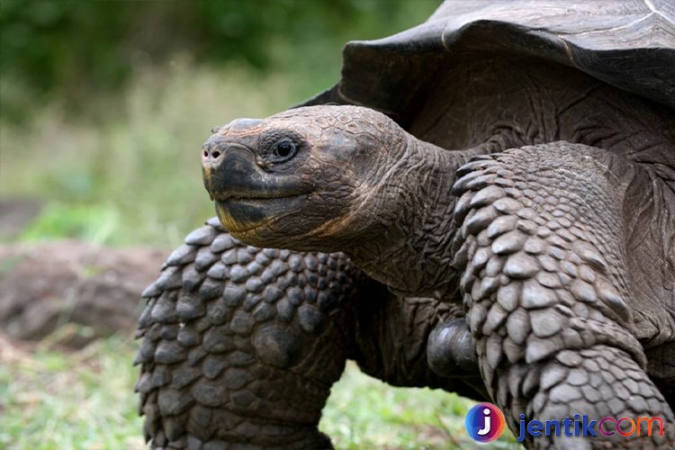 Kura-Kura Raksasa di Kepulauan Galapagos