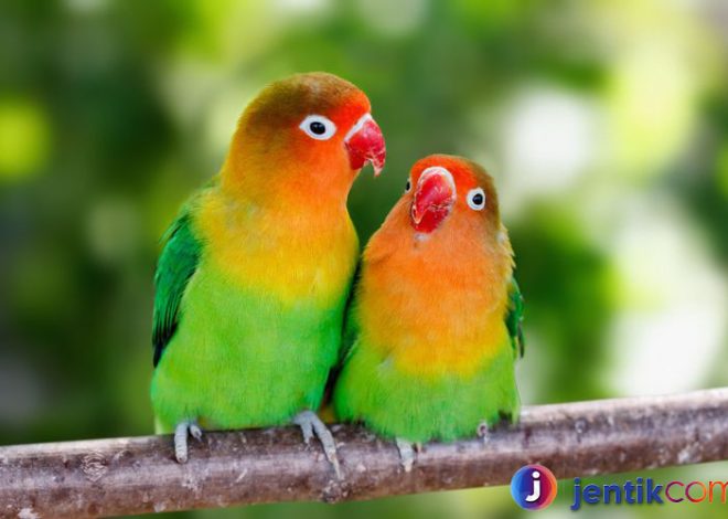 Mengenal Burung Lovebird: Keindahan Yang Mempesona