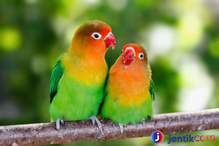 Mengenal Burung Lovebird: Keindahan Yang Mempesona