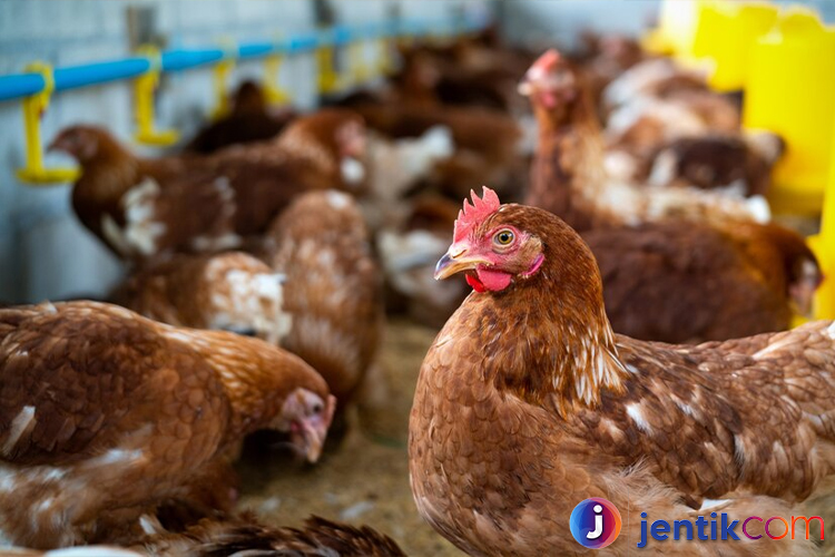 Ayam: Fakta Menarik dan Manfaatnya dalam Kehidupan