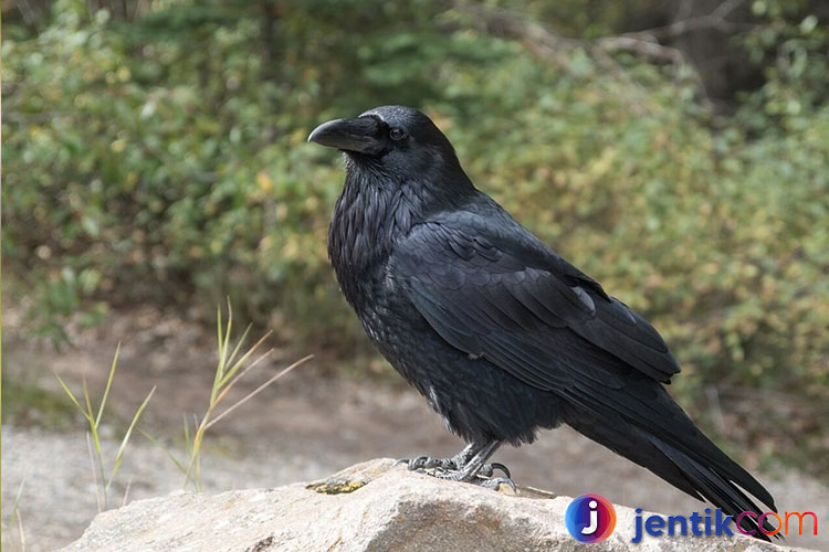 Burung Gagak: Keistimewaan yang Jarang Diketahui