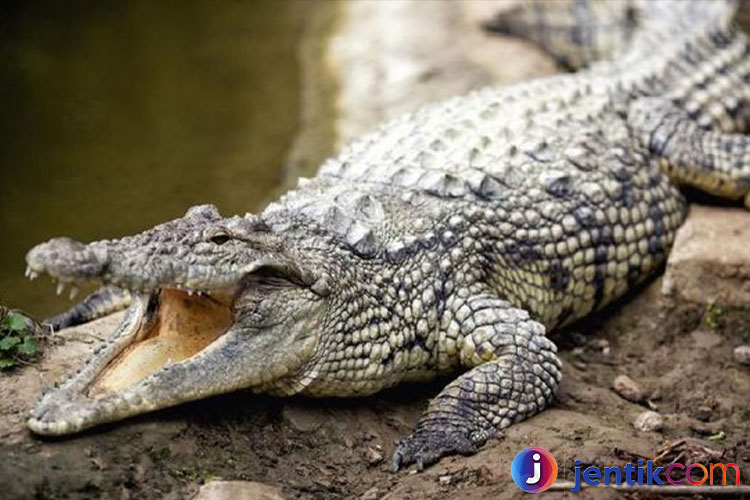 Menyelami Dunia Buaya: Makhluk Purba yang Menakjubkan