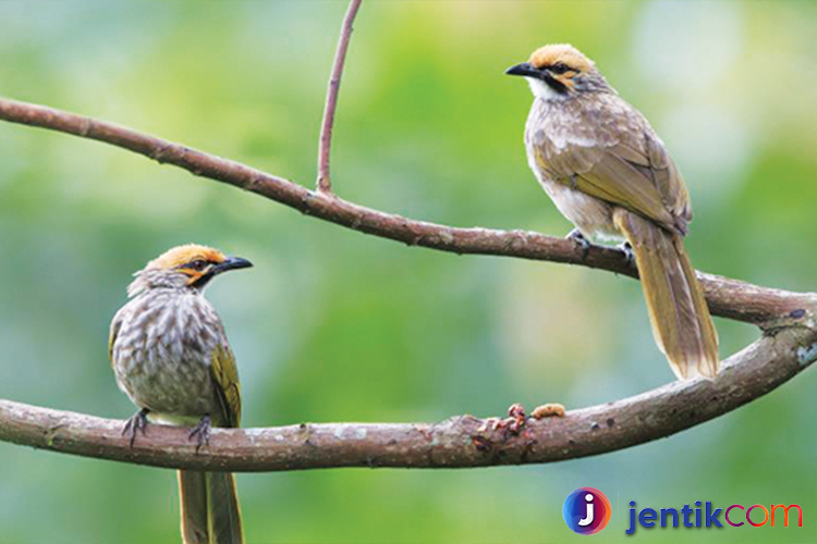 Cucak Rawa: Sang Biduan Hutan