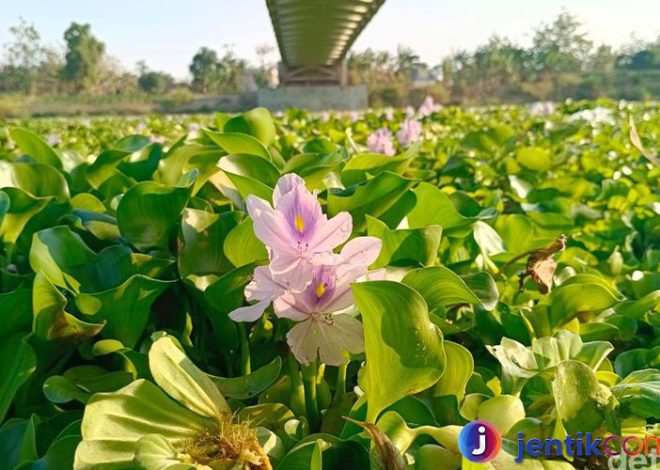 Eceng Gondok: Tantangan dan Manfaat dari Tanaman Aquatik