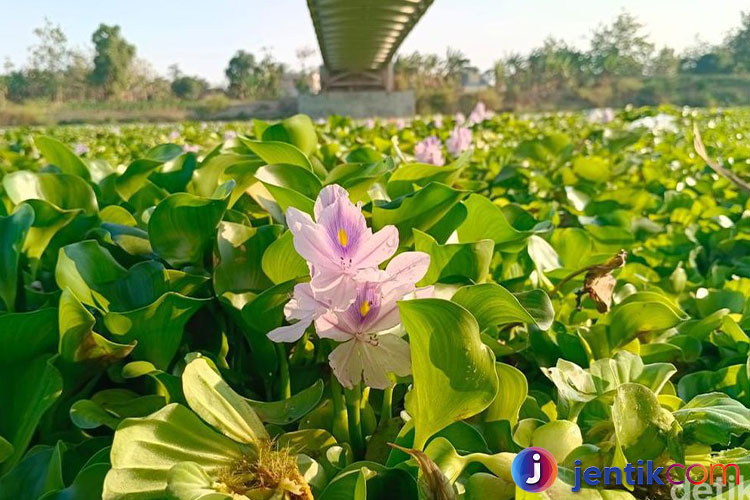 Eceng Gondok: Tantangan dan Manfaat dari Tanaman Aquatik