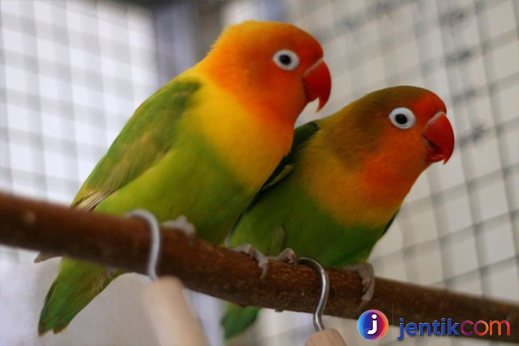 Mengenal Burung Lovebird: Keindahan Yang Mempesona 