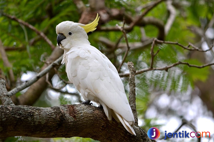 Burung Kakak Tua: Keindahan dan Keunikan yang Mengagumkan