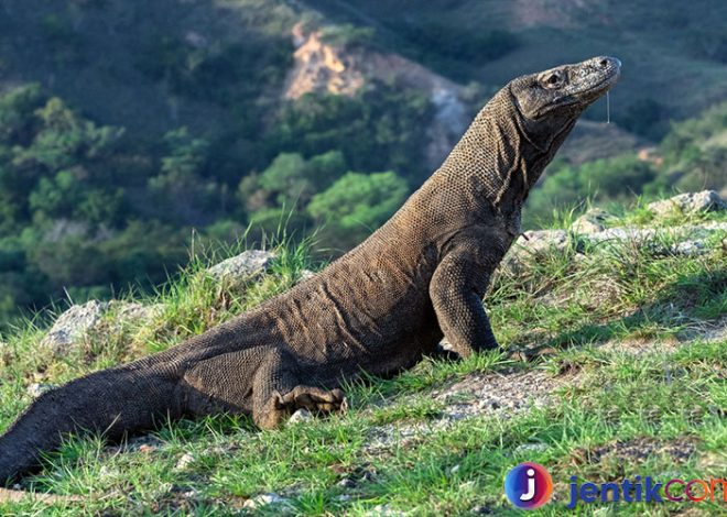 Menjelajahi Keajaiban Alam: Komodo dan Pesona Pulau-Pulau Nya