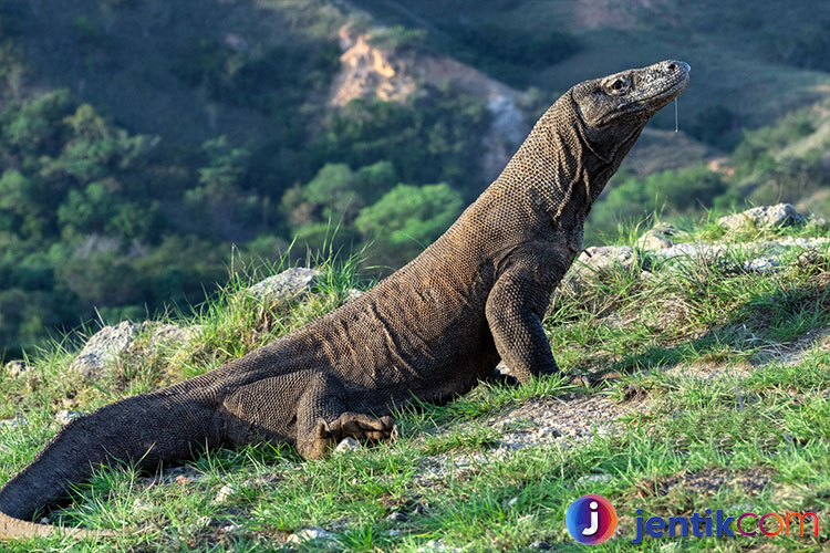 Menjelajahi Keajaiban Alam: Komodo dan Pesona Pulau-Pulau Nya