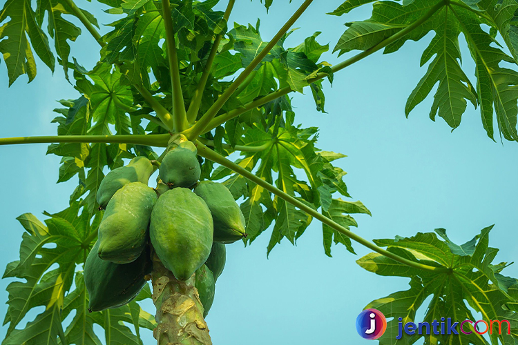 Menjelajahi Pohon Pepaya: Manfaat, Budidaya, dan Khasiatnya