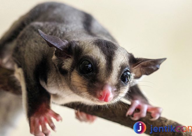 Sugar Glider: Teman Kecil yang Menawan