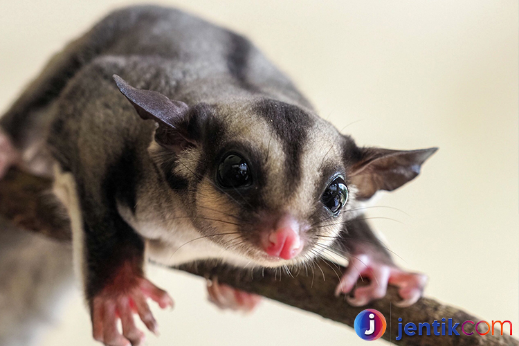 Sugar Glider: Teman Kecil yang Menawan