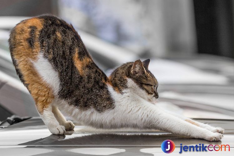 Mengapa Kucing Suka Meregangkan Tubuh