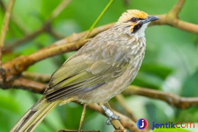 Cucak Rawa: Sang Biduan Hutan