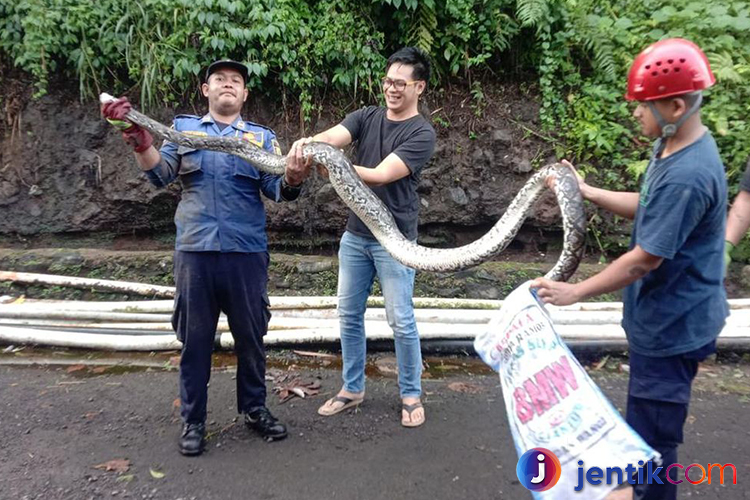 Ular Sanca 2 Meter Nongol di Saluran Air: Warga Geger