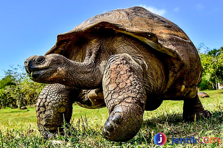 Kura-Kura Raksasa di Kepulauan Galapagos