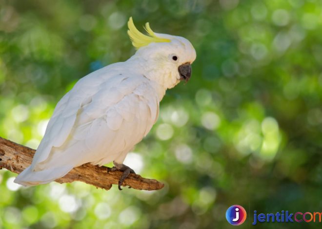 Burung Kakak Tua: Keindahan dan Keunikan yang Mengagumkan