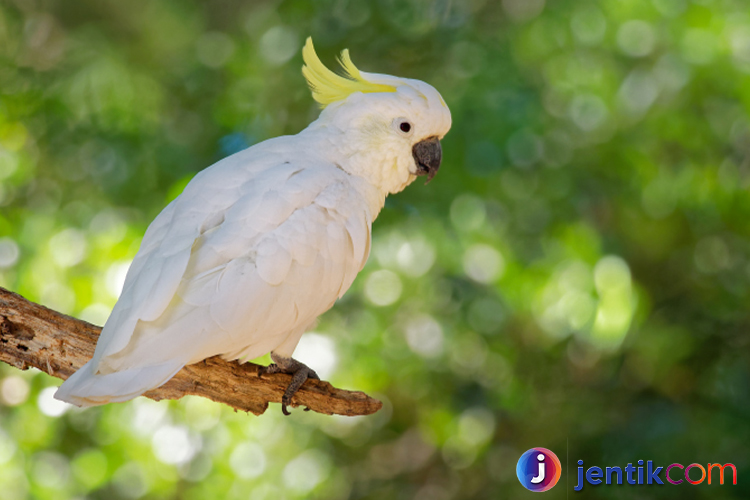 Burung Kakak Tua: Keindahan dan Keunikan yang Mengagumkan