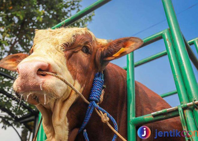 Sapi: Hewan Peliharaan yang Penuh Manfaat