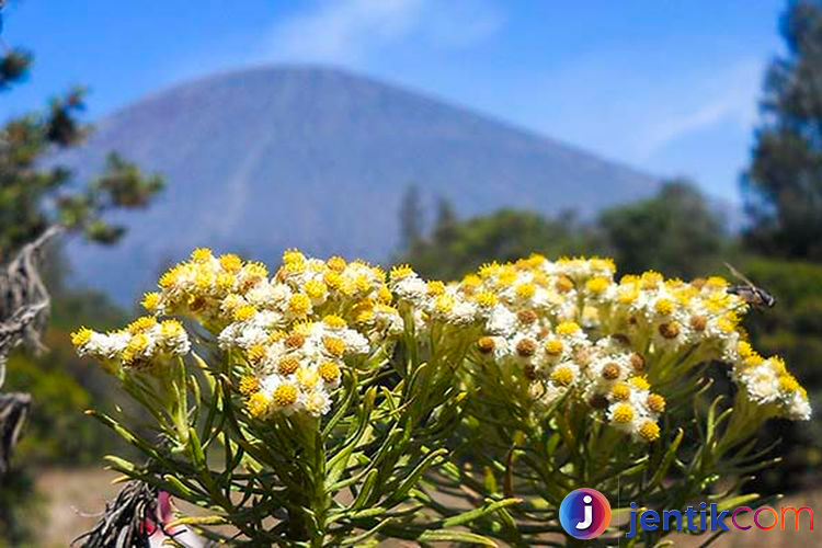 Keindahan Edelwis: Bunga Abadi di Ketinggian Gunung