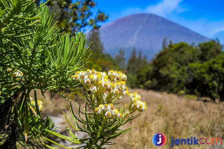 Keindahan Edelwis: Bunga Abadi di Ketinggian Gunung