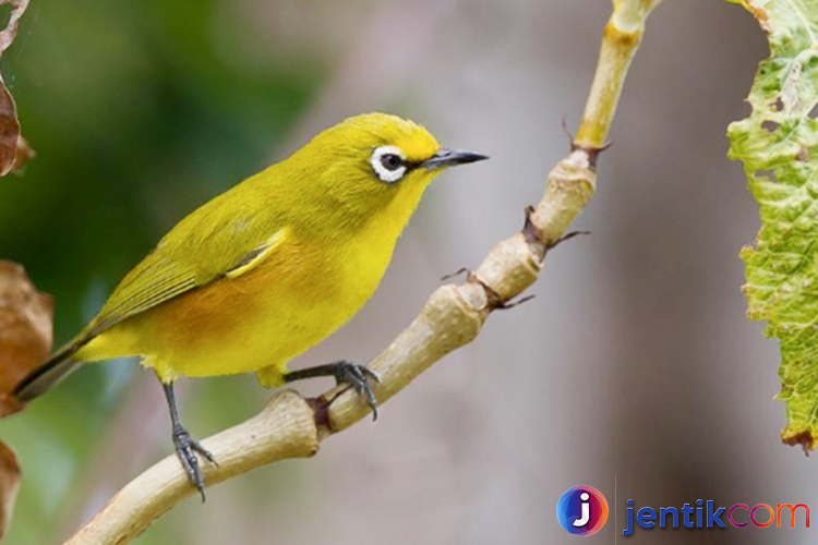 Burung Pleci: Si Kecil dengan Suara Merdu yang Memikat Hati