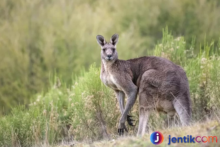 Kanguru: Hewan Unik dari Australia