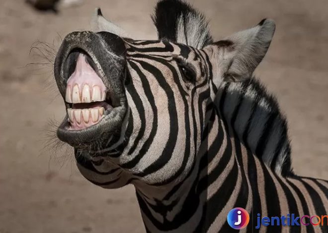 Pesona Zebra: Keunikan dan Fakta Menarik tentang Satwa