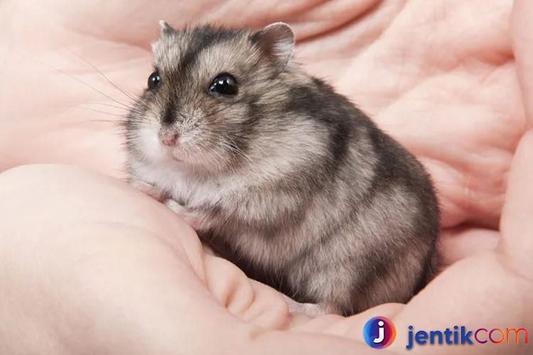 Hamster: Hewan Peliharaan Kecil yang Menggemaskan