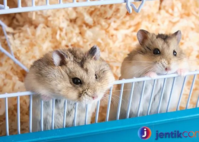 Hamster: Hewan Peliharaan Kecil yang Menggemaskan