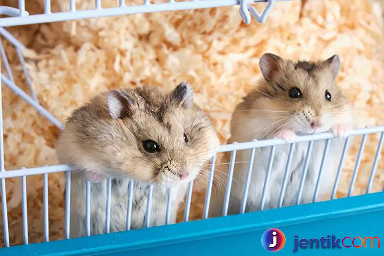 Hamster: Hewan Peliharaan Kecil yang Menggemaskan