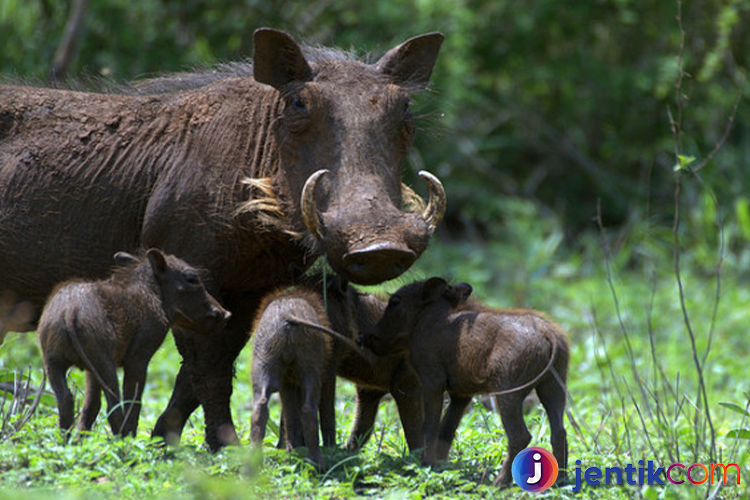 Babi Hutan: Sang Penjelajah Alam Liar