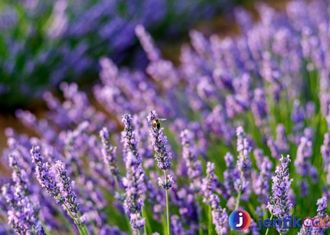 Pesona Bunga Lavender: Keindahan dan Manfaatnya