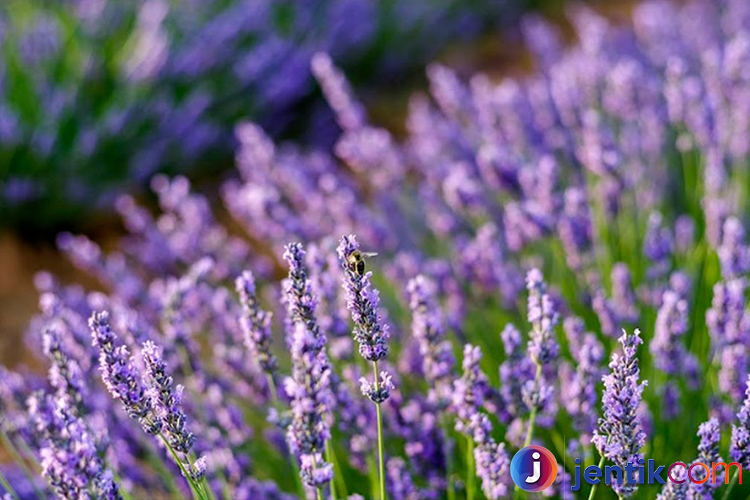 Pesona Bunga Lavender: Keindahan dan Manfaatnya