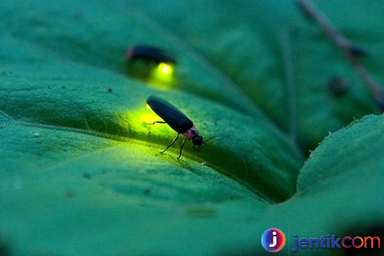 Kunang-Kunang: Misteri Cahaya Malam yang Menakjubkan