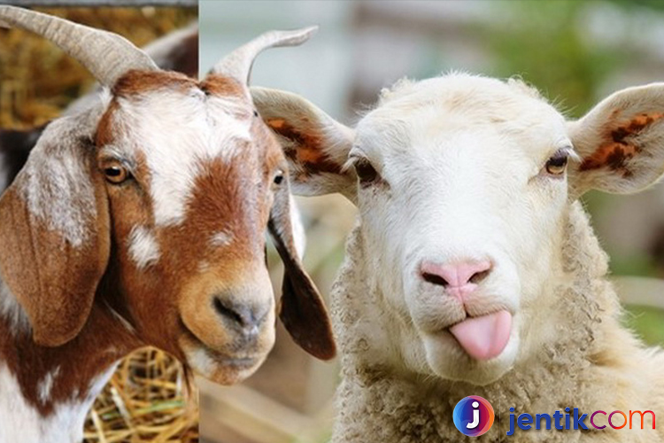 Mengenal Kambing: Manfaatnya dalam Kehidupan Sehari-Hari